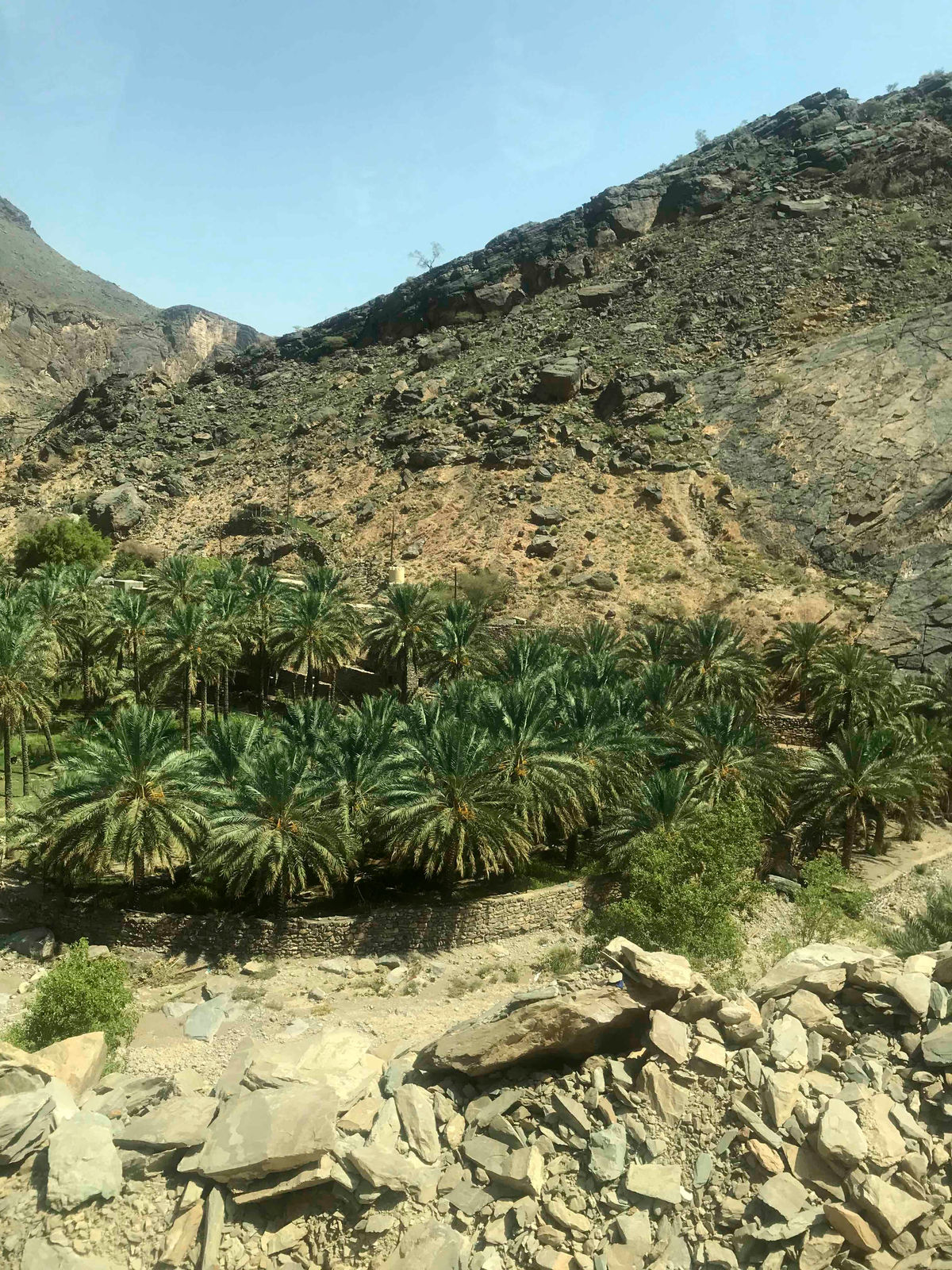 Shaima Ayoub, A house with a date palm will never starve - a study, 2019