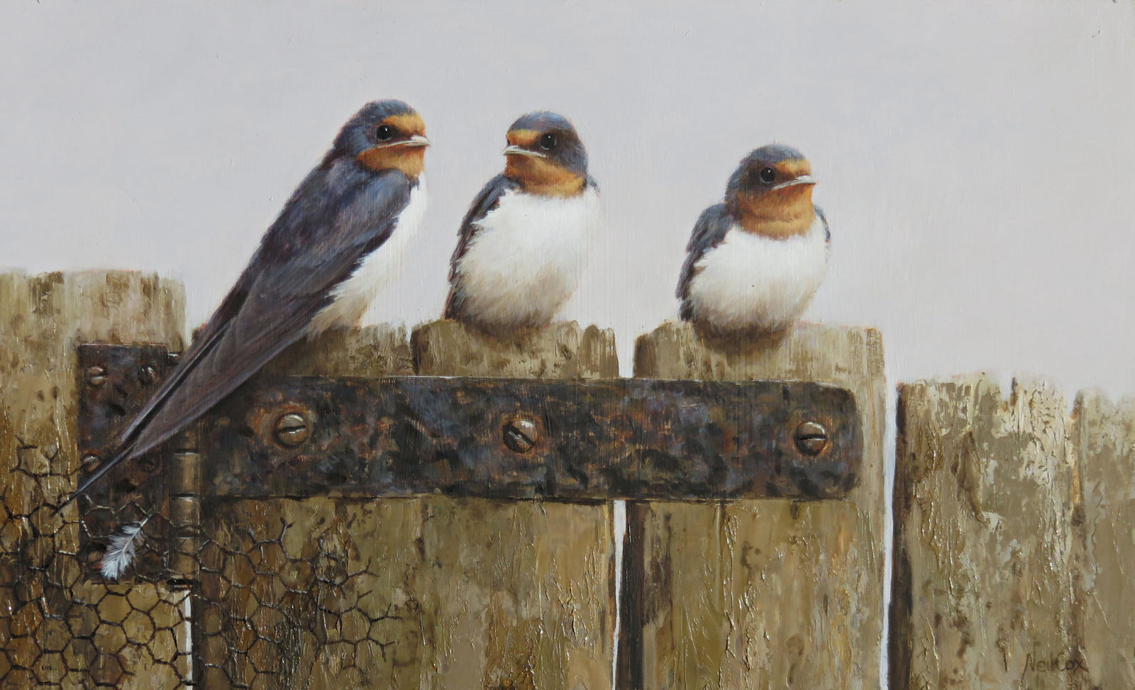 Neil Cox, SWALLOWS