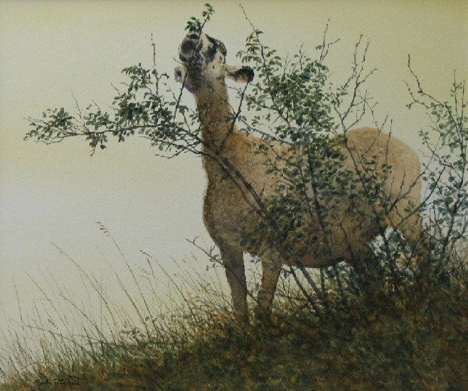 Gordon Rushmer, EWE IN A THORN BUSH, GOODWOOD