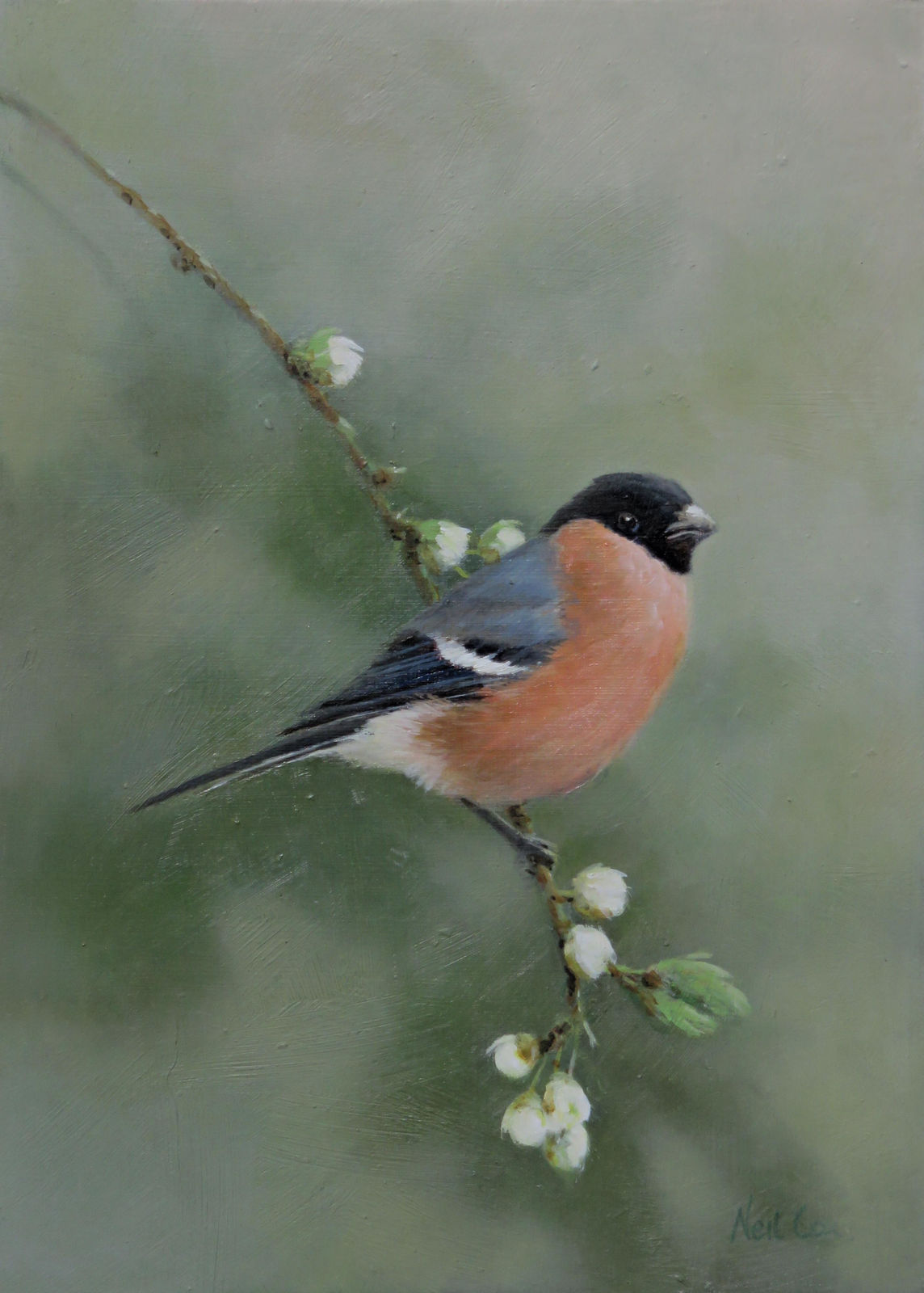 Neil Cox, IN THE PINK - BULLFINCH