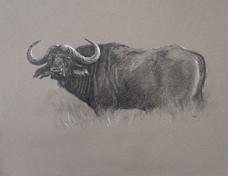 Ashley Boon, BUFFALO