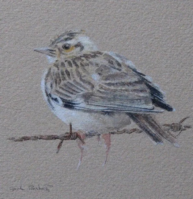 Gordon Rushmer, YOUNG WOODLARK, LONGMOOR