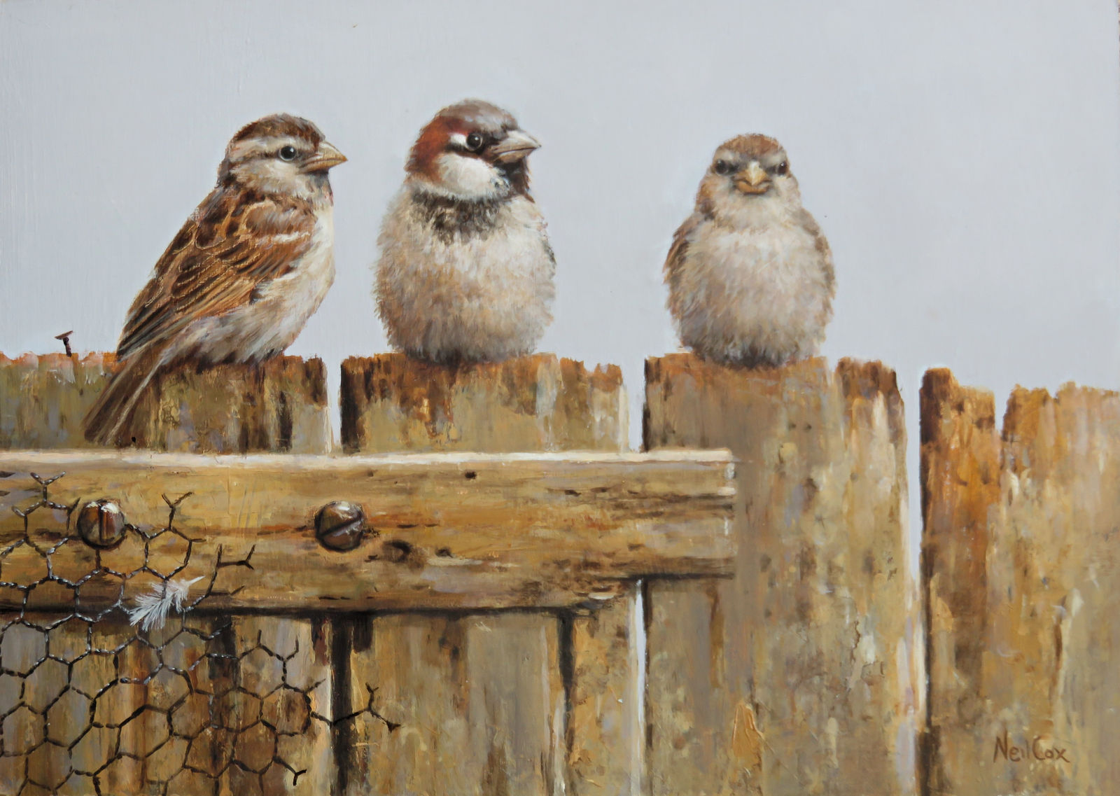 Neil Cox, HOUSE SPARROWS