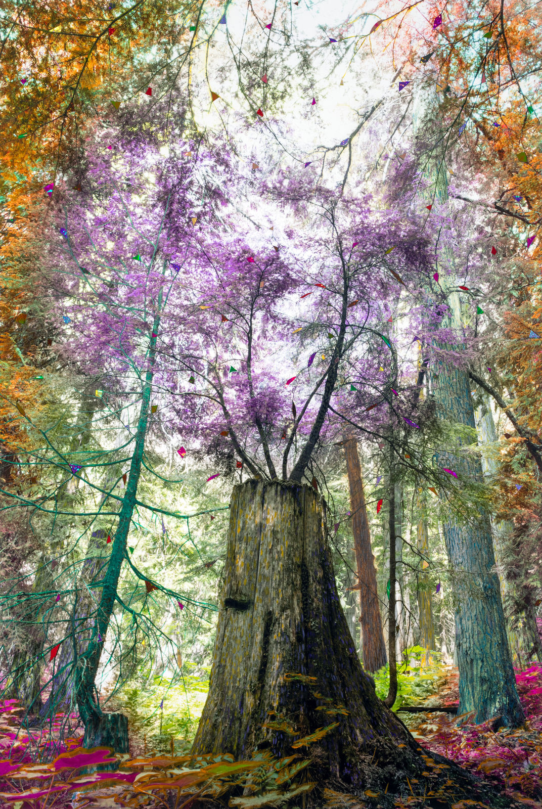 Sarah Anne Johnson, Purple Stump (Cedar Forest), 2025