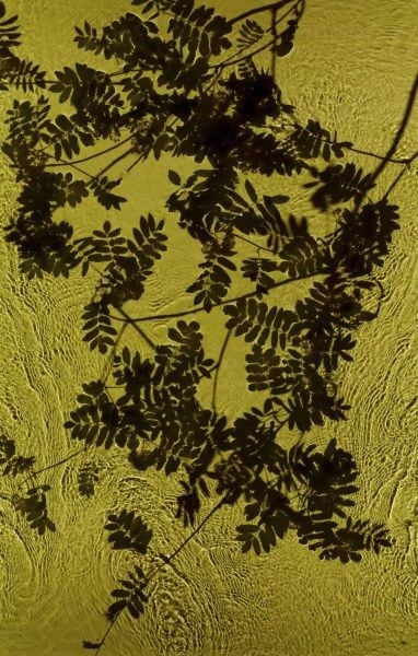 Susan Derges, Rowan Brook 3, 2013