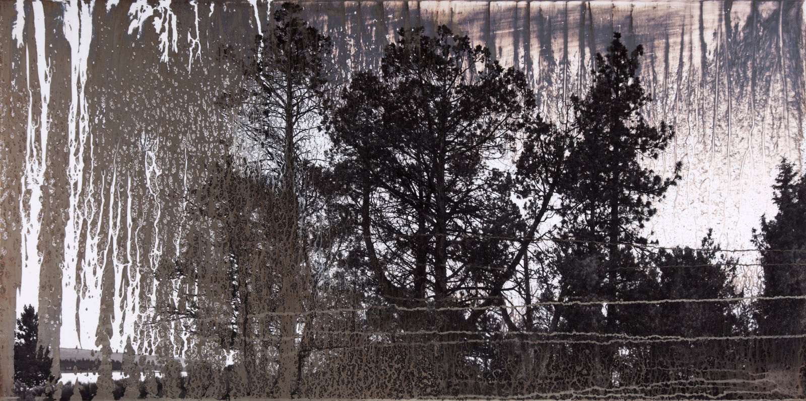 Matthew Brandt, AgXSB2040 (San Bernardino Forest), 2023