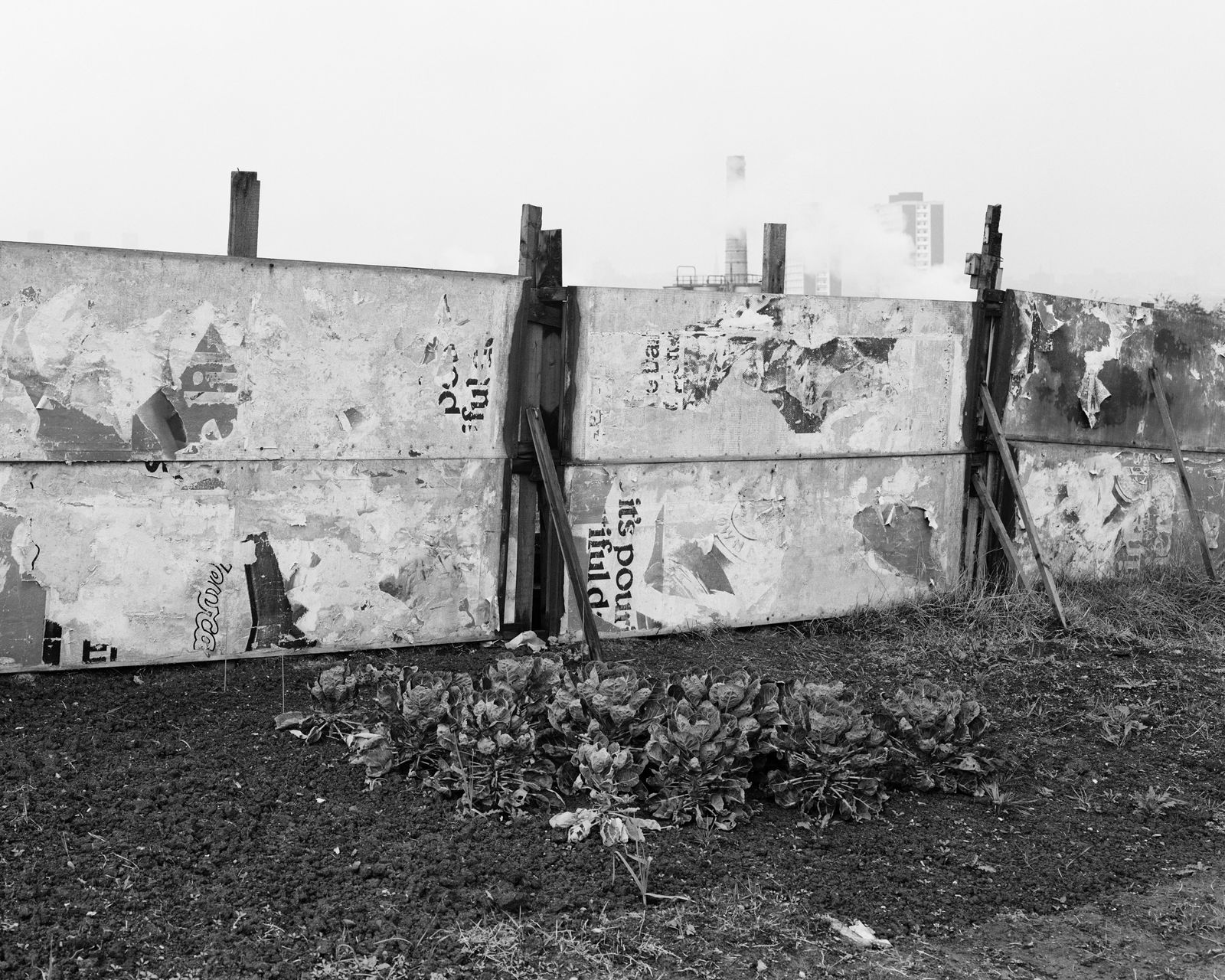 Chris Killip, Sprouts, Dunston allotment, Gateshead, 1977