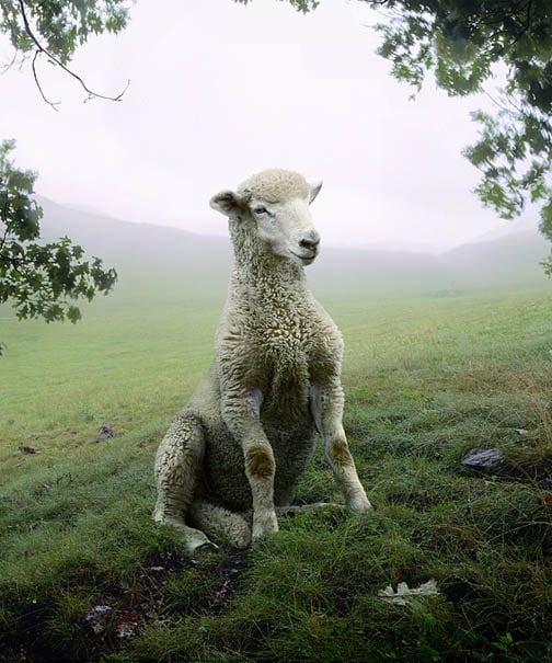Simen Johan, Untitled #137, 2006