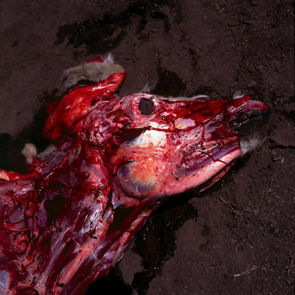 Alessandra Sanguinetti, Untitled, From the series On the Sixth Day, Plate XXXII, 1996-2004