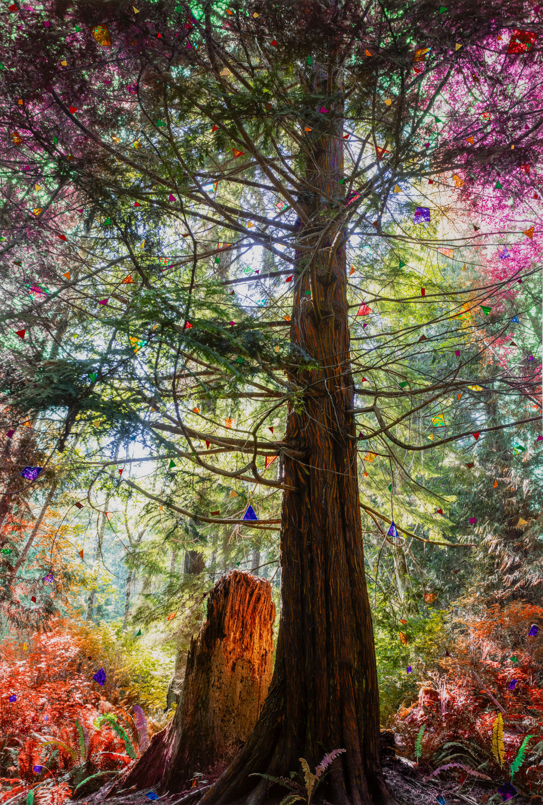 Sarah Anne Johnson, Orange Stump (Cedar Forest), 2025