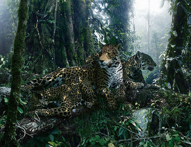 Simen Johan, Untitled #183, 2015