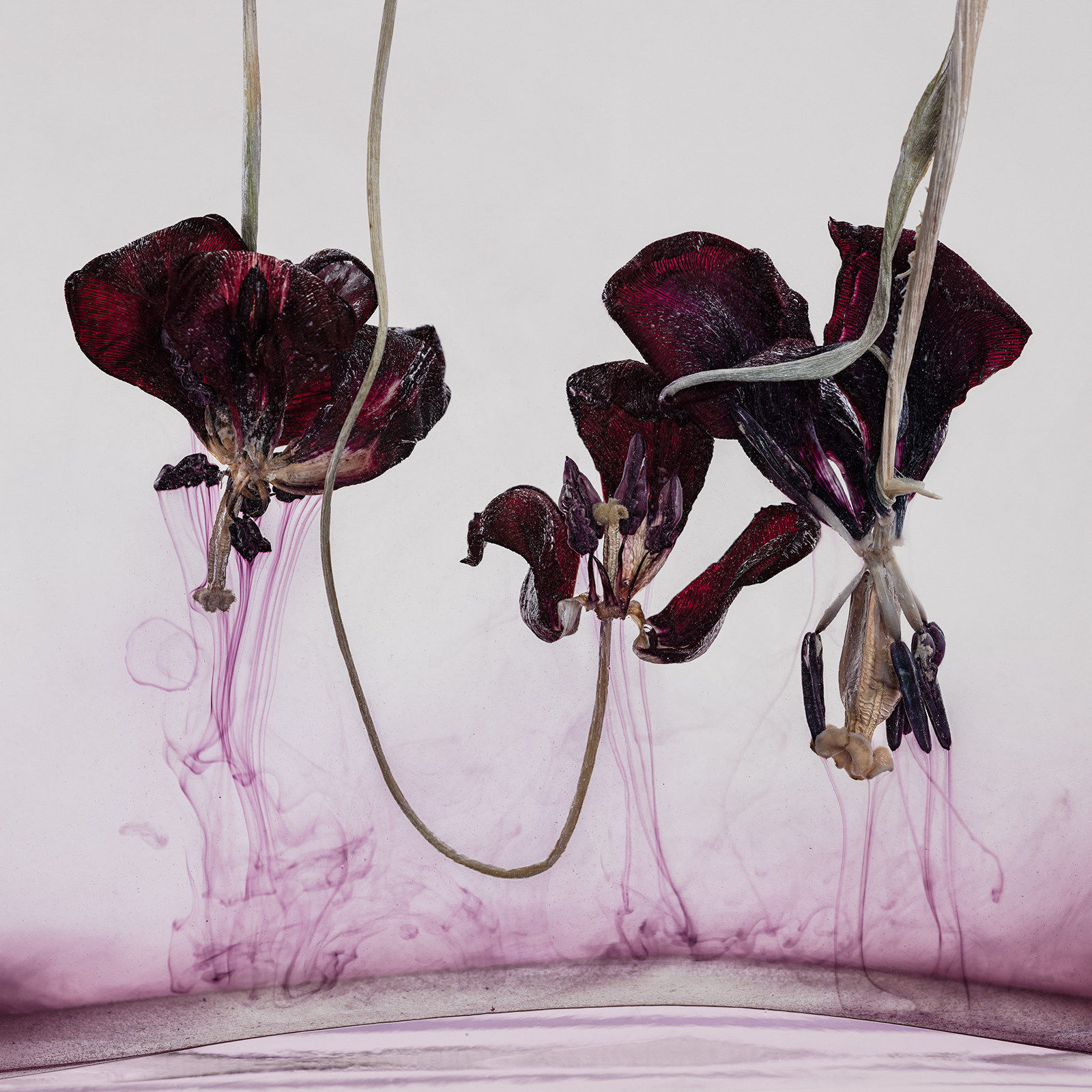 Kathrin Linkersdorff, Floriszenzen 1, 2019