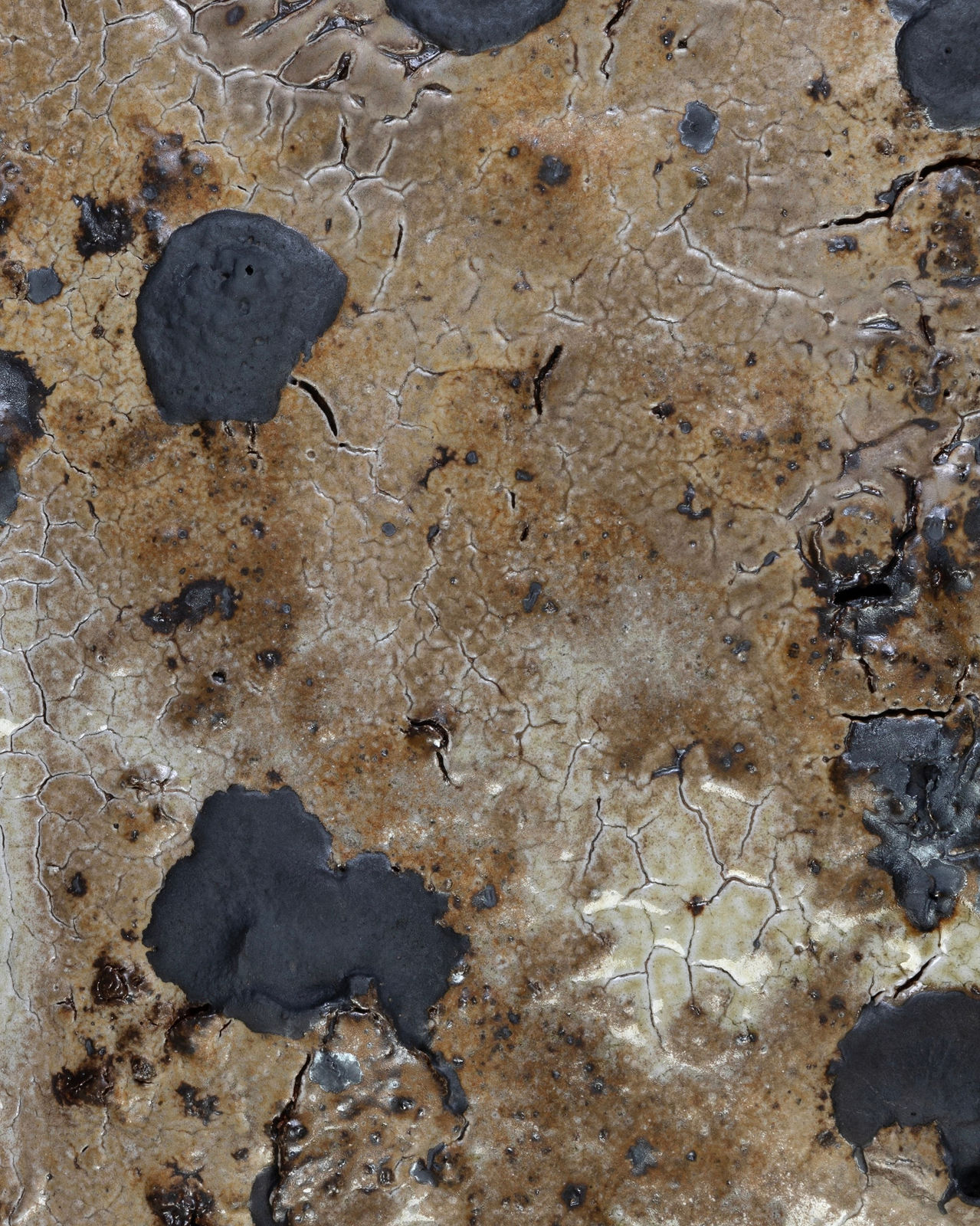 Avi Farber, PANEL, 2025