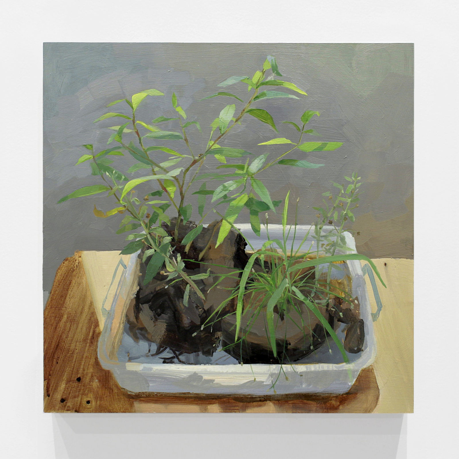 Kristin Musgnug, Smartweed, Smallfruit Spikerush, and Clammy Hedge Hyssop from Roadside Ditch, 2017