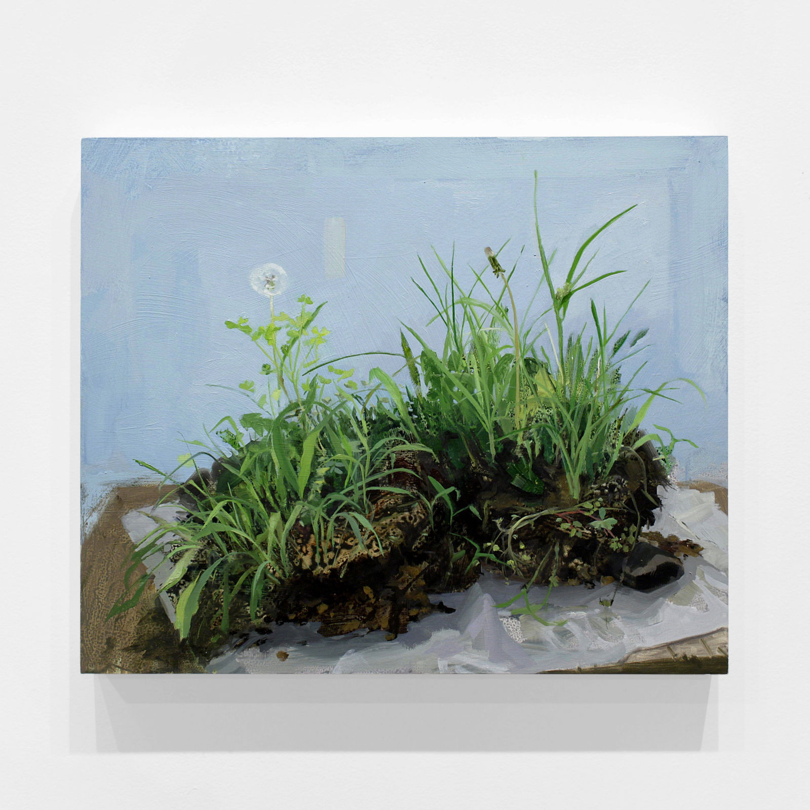 Kristin Musgnug, Lawn with Dandelion, Sorrel, Crabgrass and Nutsedge, 2017