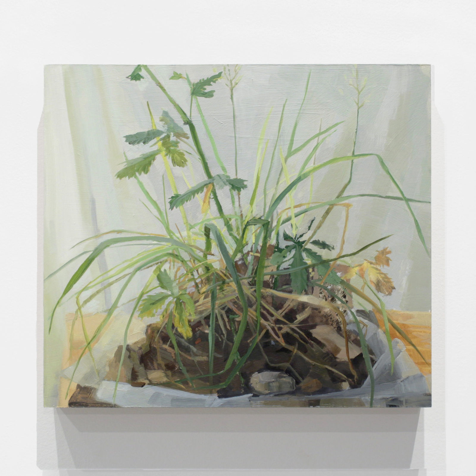 Kristin Musgnug, Sulfur Cinquefoil and Lawn Grass from Garden Edge, 2017