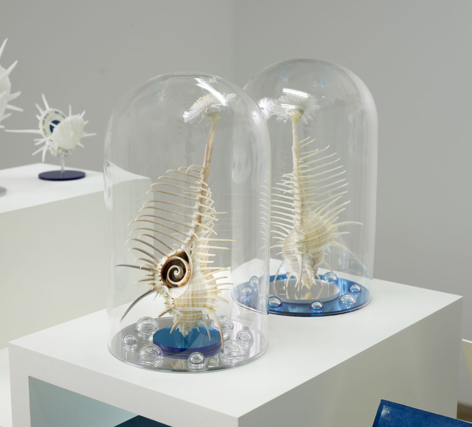 Dario Robleto, Harvest / Harvest Moon, 2014-2015