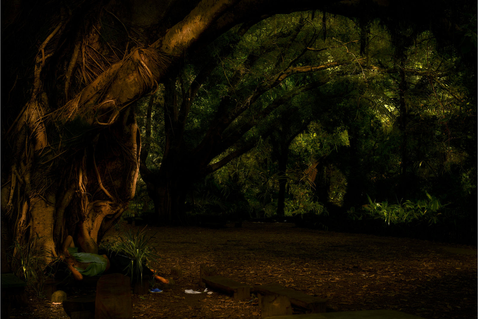 Albano Afonso, da série Cristalização da Paisagem, Parque da Luz, 2018