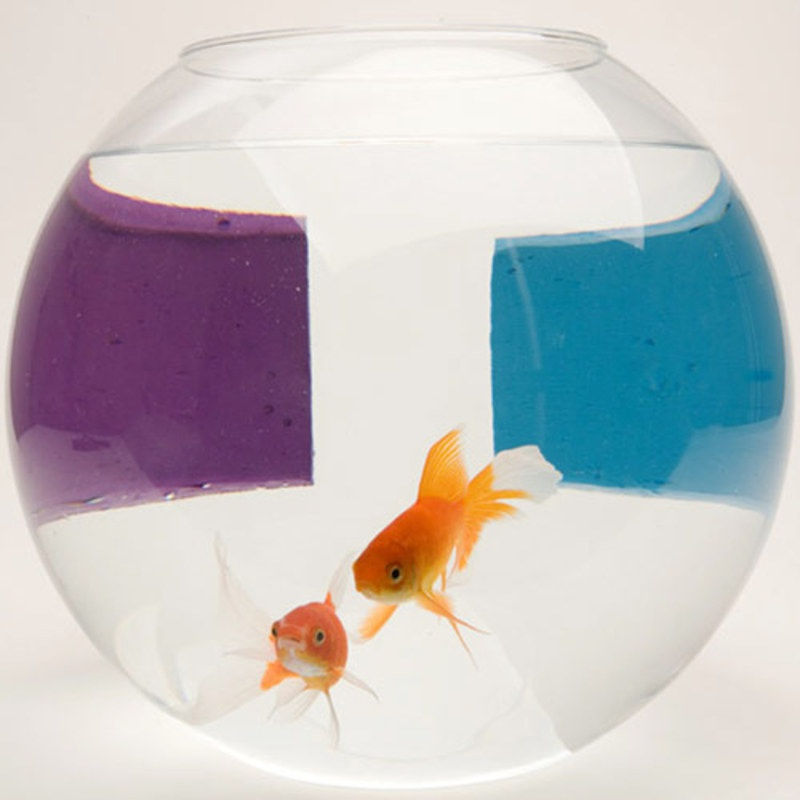 Pintura para Peixes e outras Pinturas, Rodrigo Andrade - Galeria Marilia Razuk, 2008