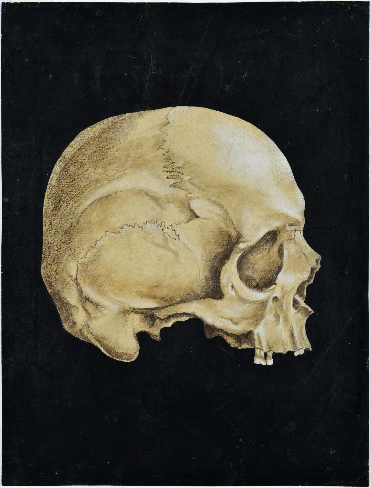 Memento Mori: A German 17th-century Vanitas Study of a Skull, ca. 1600