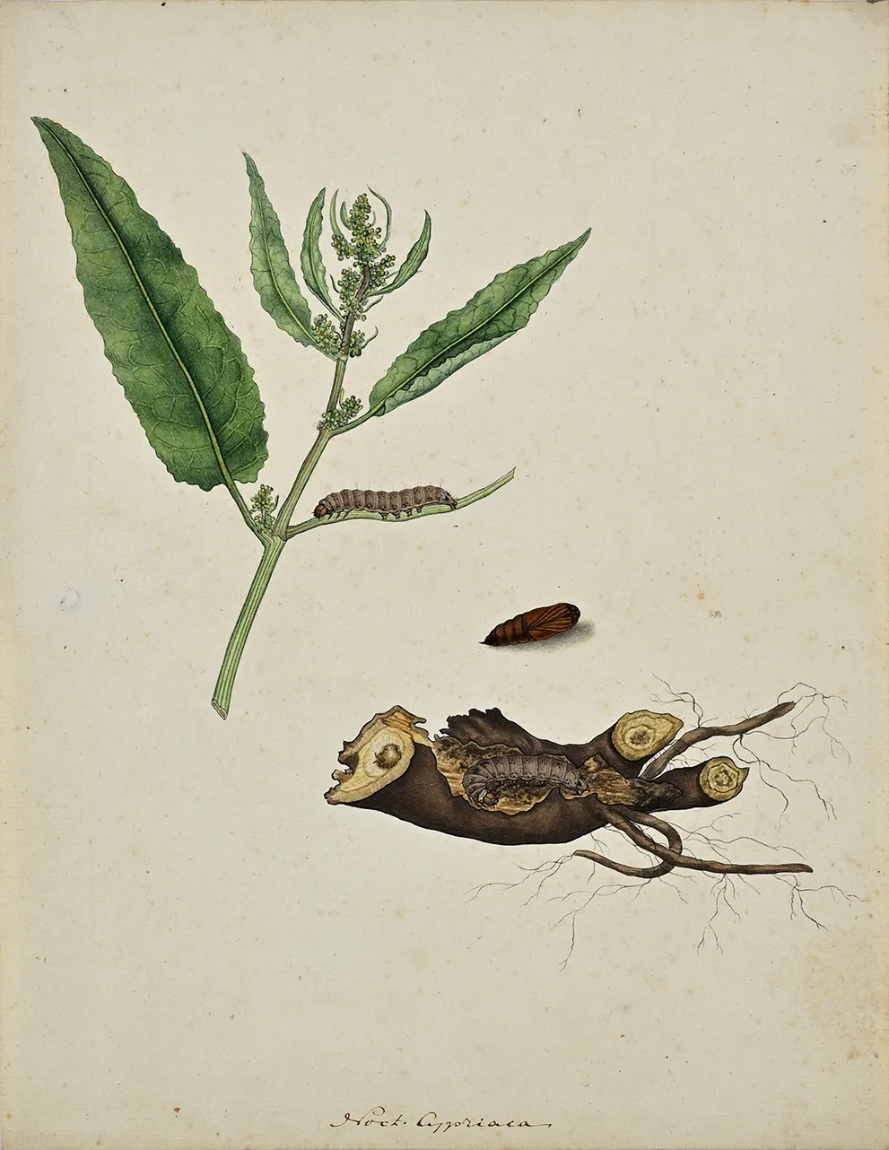 Jan Christiaan Sepp (Amsterdam 1739 - 1811), Noct. Cypriaca