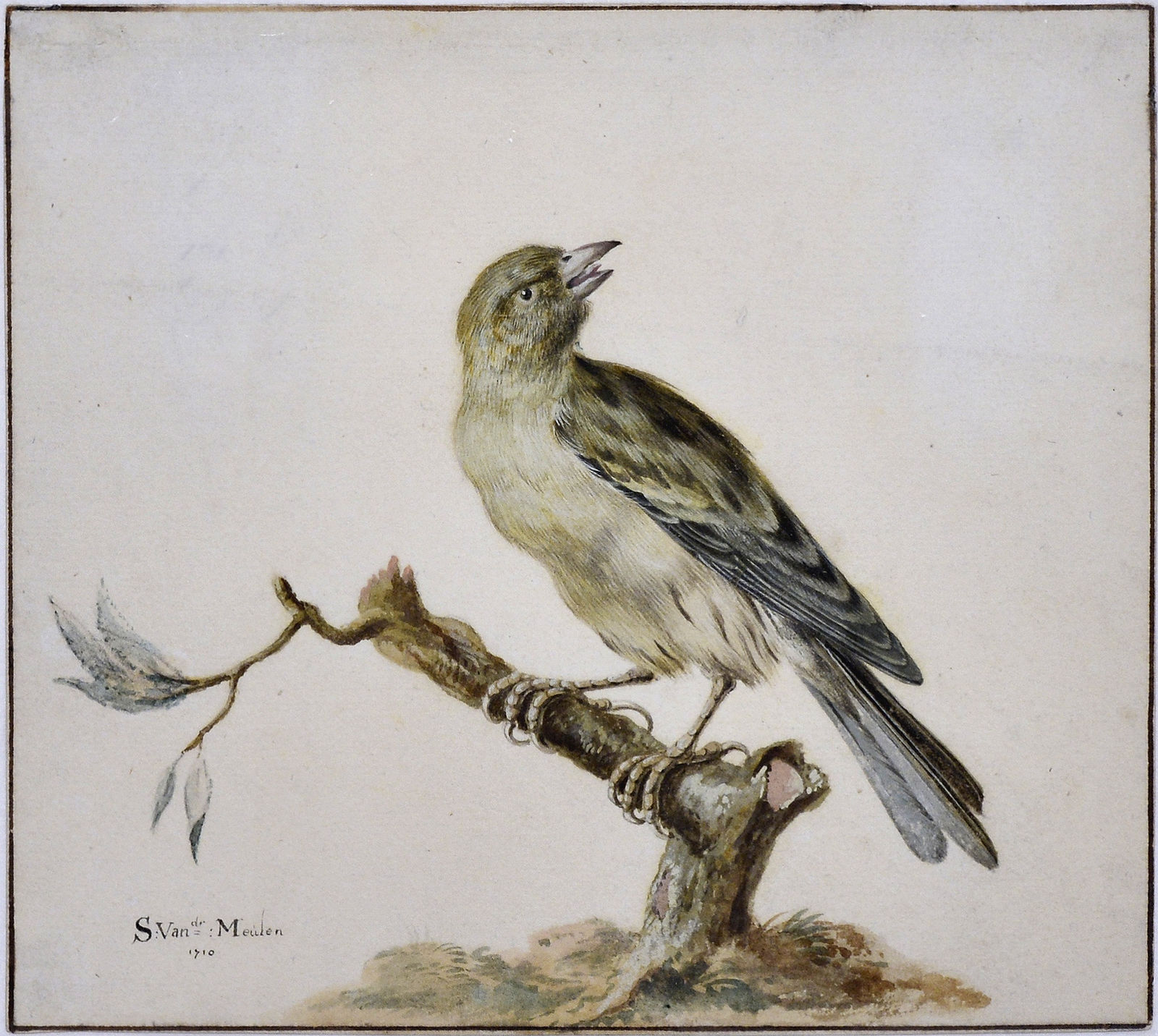 Sieuwert van der Meulen (Alkmaar before 1683 - 1730) , A Study of a Greenfinch