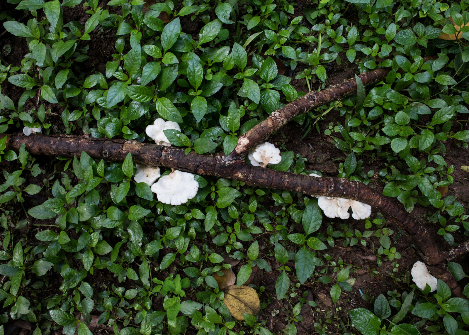 Rahima Gambo, A Walk landscape IV, Abuja , 2018