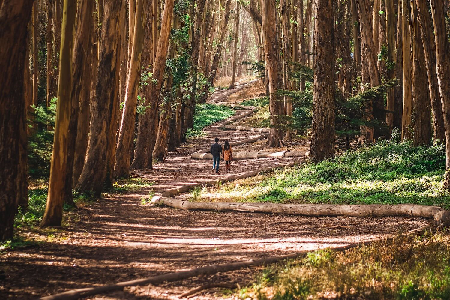 Andy Goldsworthy, Wood Line, 2011