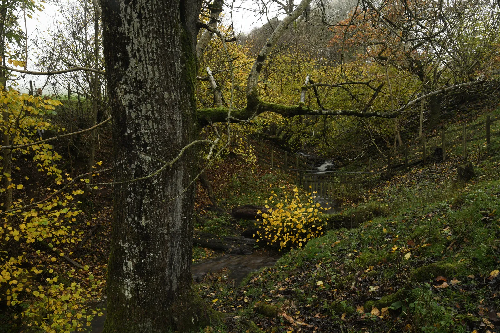 Andy Goldsworthy, Elm leaves. Grass stalks. Fallen elm. Calm. For Olle Lundberg. Dumfriesshire, Scotland. 4 November 2025., 2025