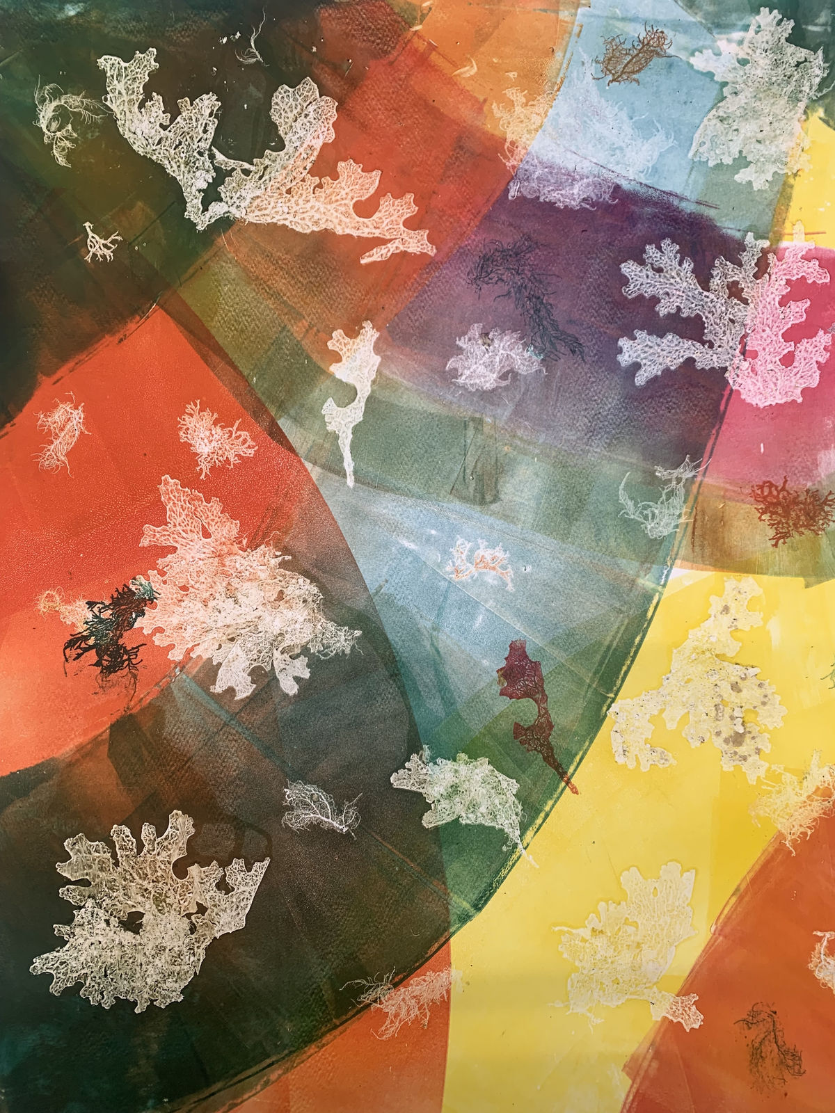 Doreen Boogert, Lichen from a Walled Garden, Argyll, 2024