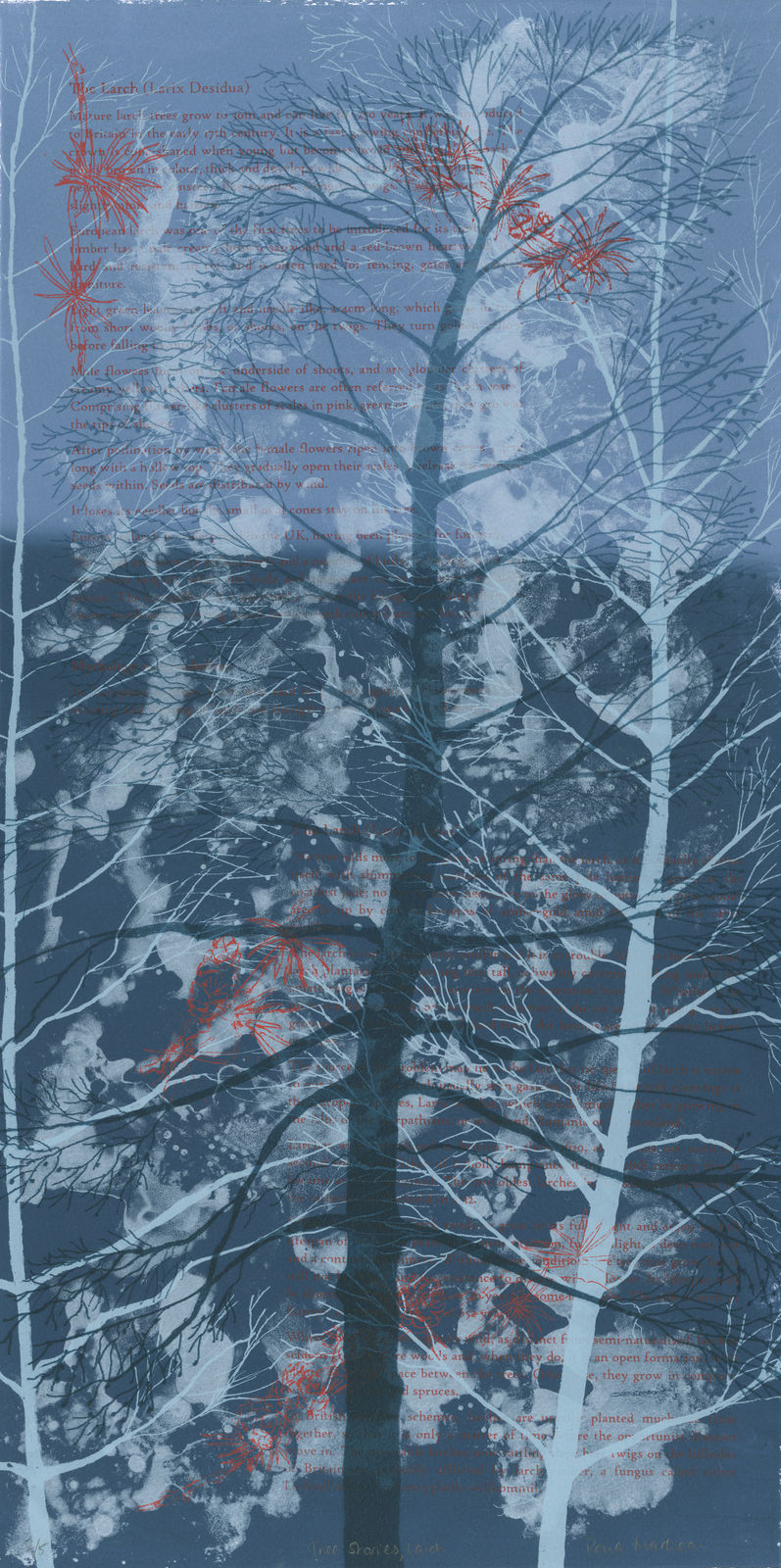 Rona MacLean, Tree Stories, Larch, 2008