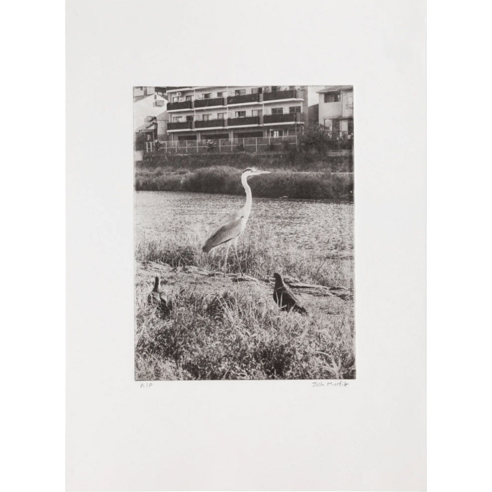 Josh Murfitt, Heron by The Kamo River, Kyoto, 2024