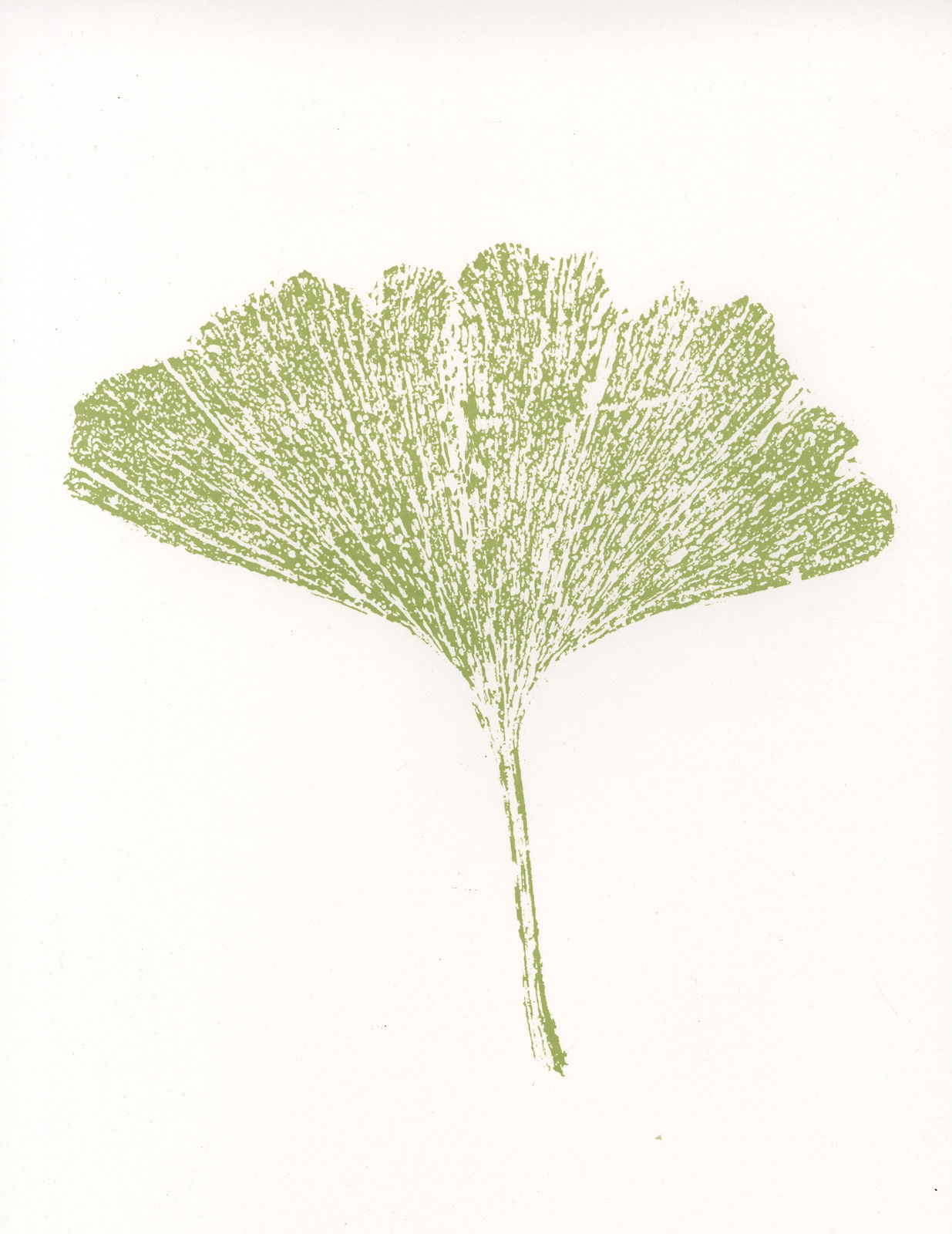 Lindsay Hutchison, Ginkgo Biloba, 2024