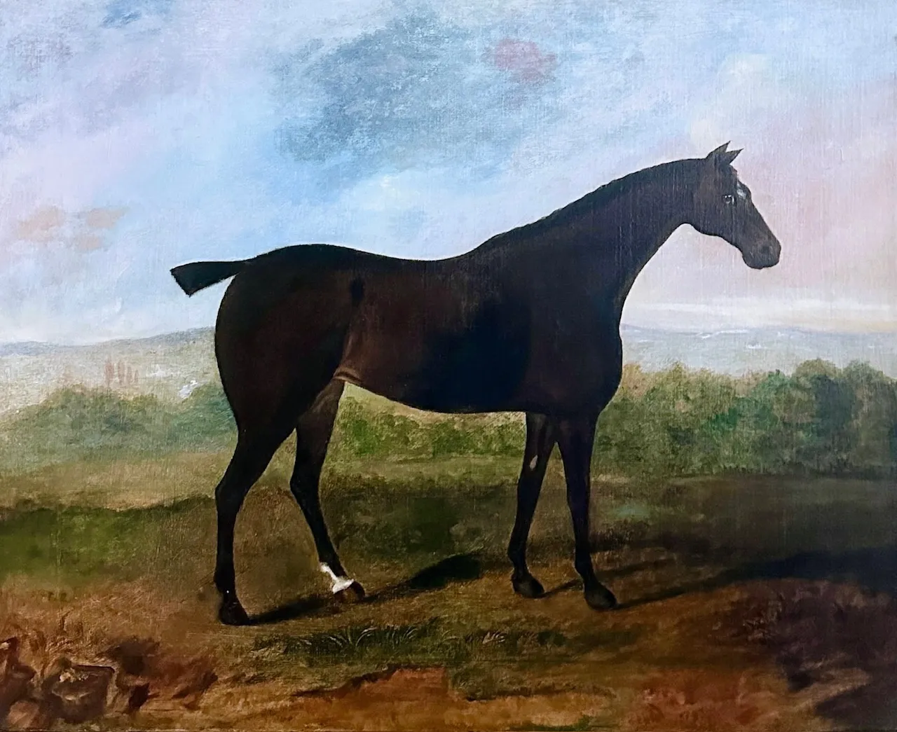 A dark bay horse in an extensive English landscape