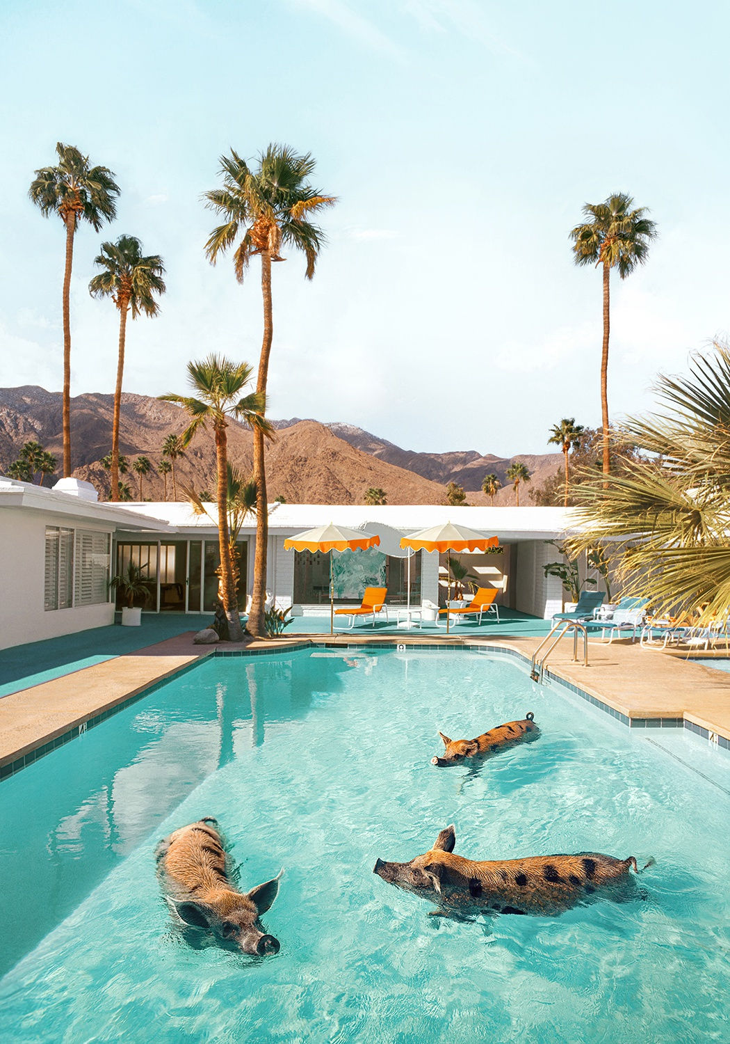 Paul Fuentes, Pig Pool Party