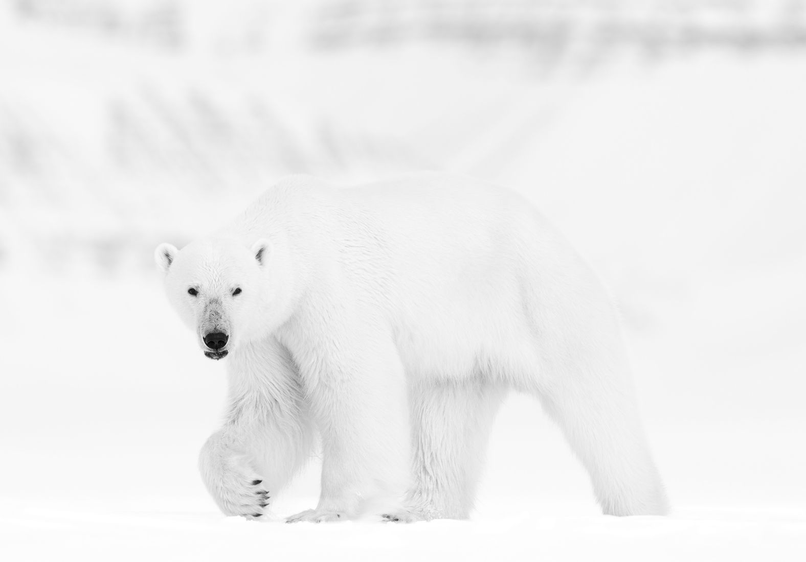 Polar Bear