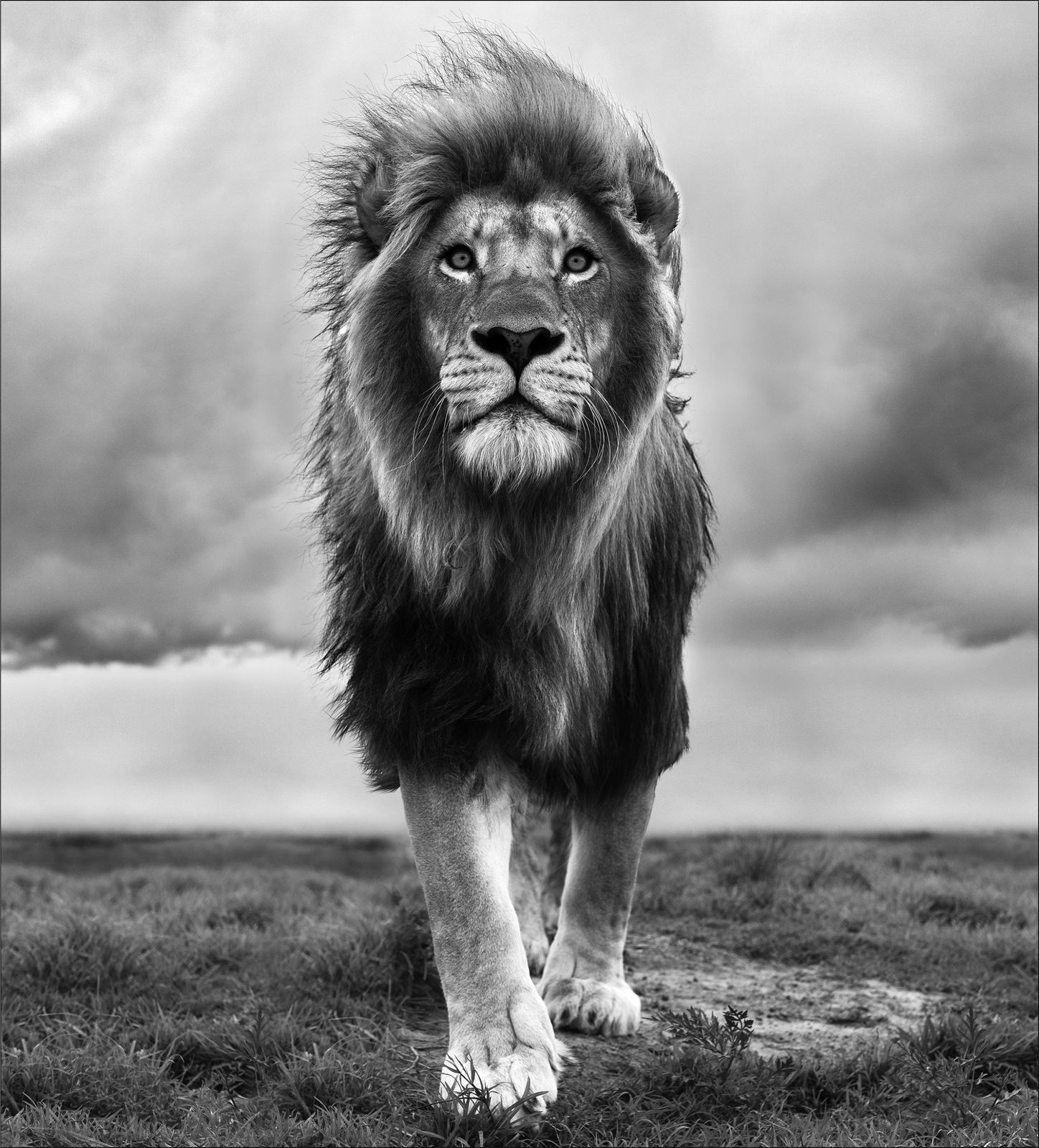 Lars Beusker, Simba, 2020