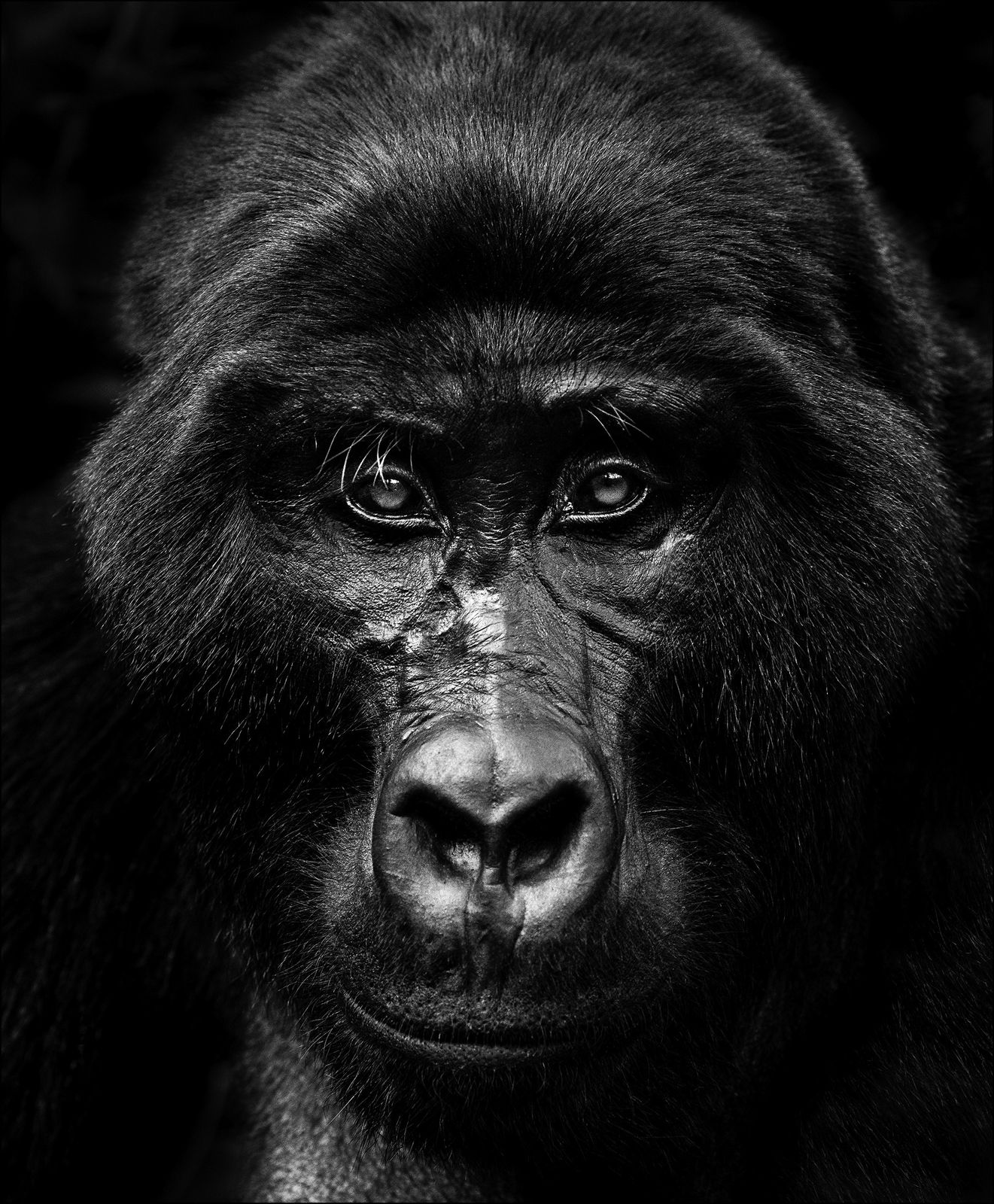 Lars Beusker, King Louie, 2019