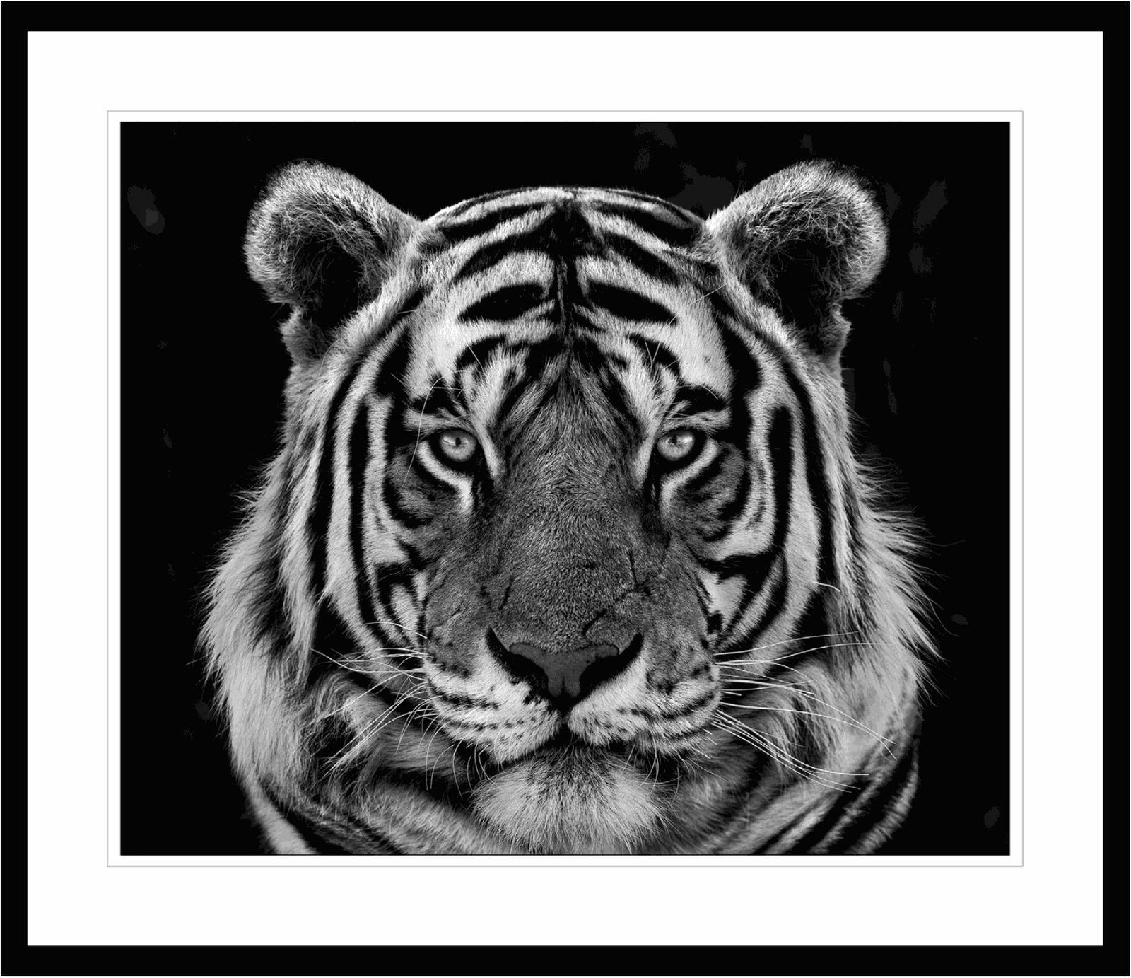 Lars Beusker, Khumba, 2020