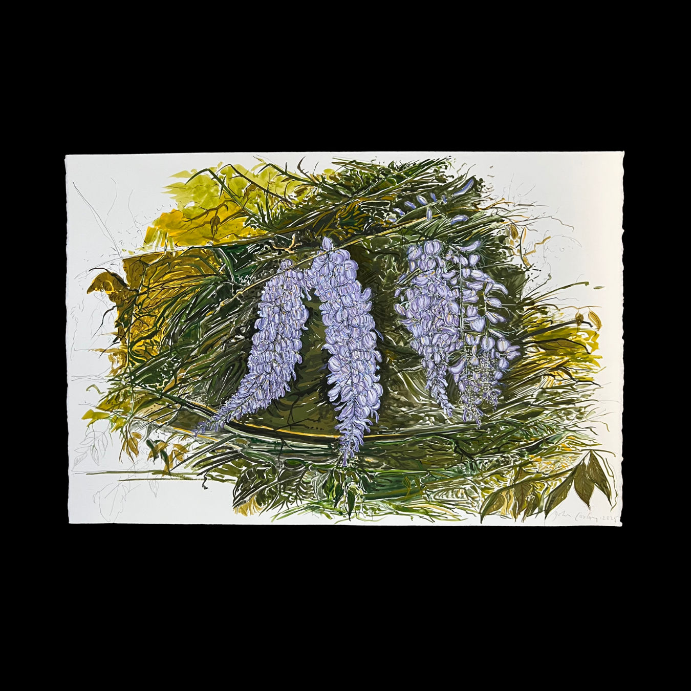 John Corley, Wisteria, 2025