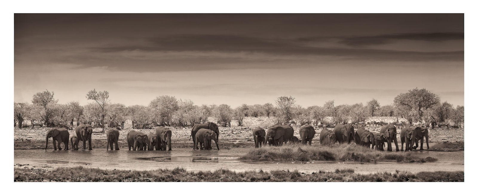 Fran Marti, Thirst in chobe- Botswana , 2013
