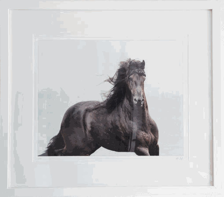 Kate Lloyd, Champion Friesian Stallion, Framed - Ex Display, 2016