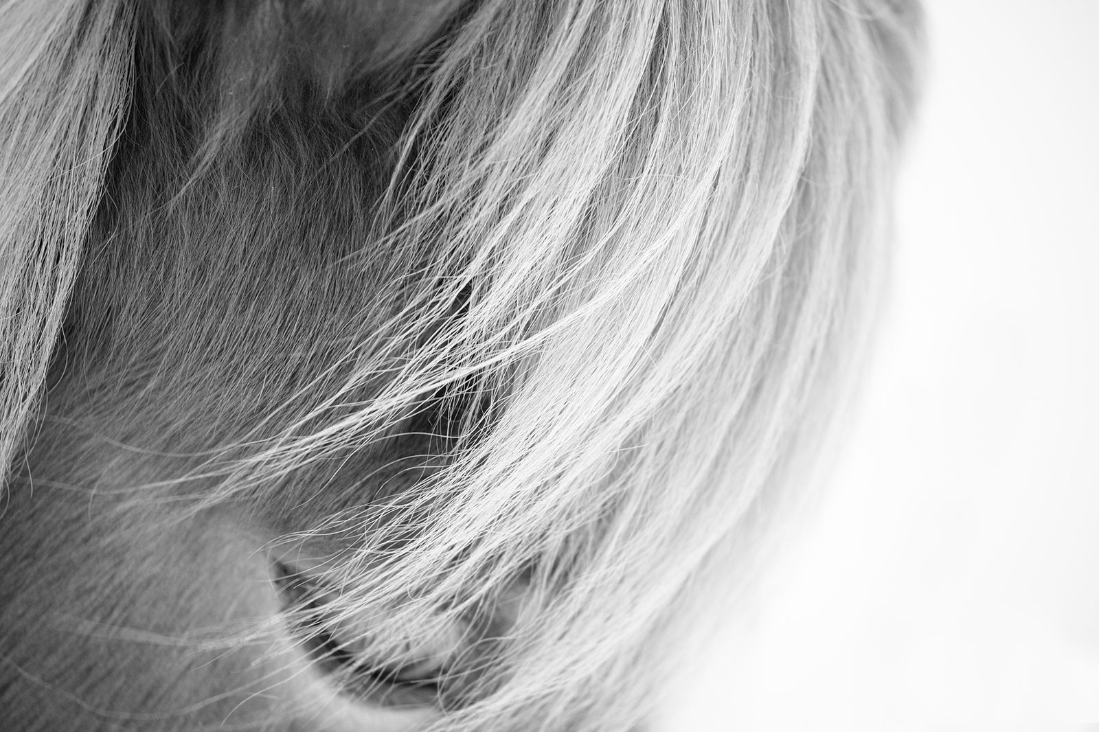 Kate Lloyd, Icelandic Horse Eye in Black and White, 2019