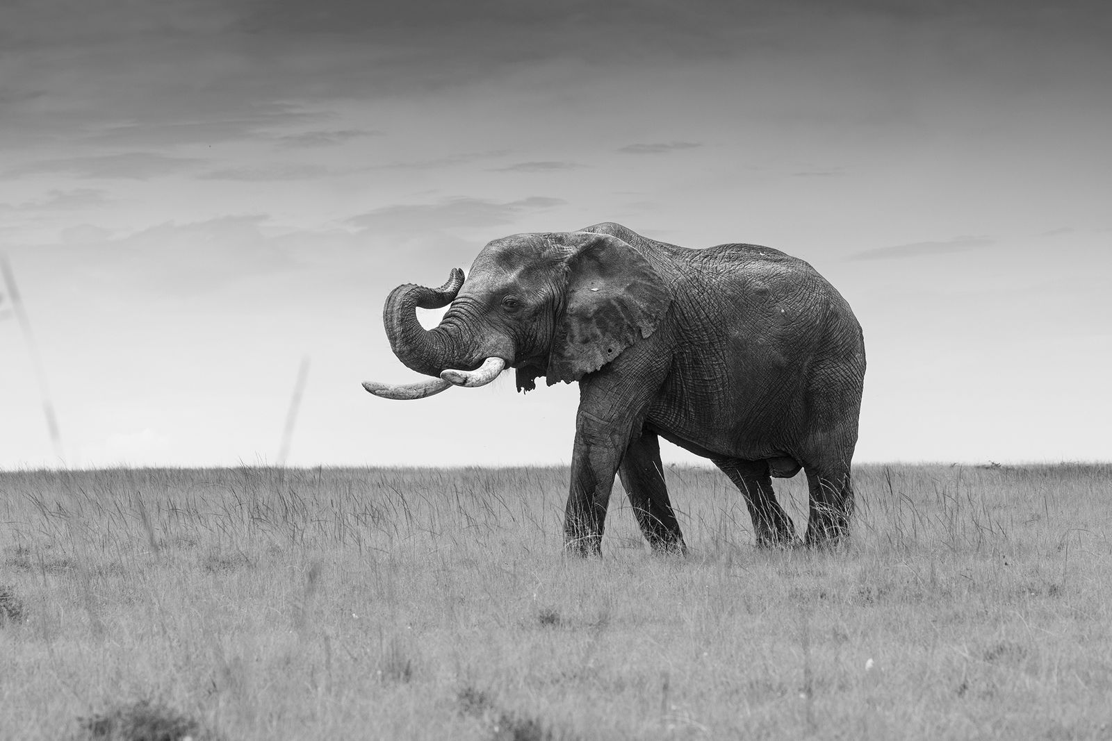 Kate Lloyd, African Elephant 2, 2024