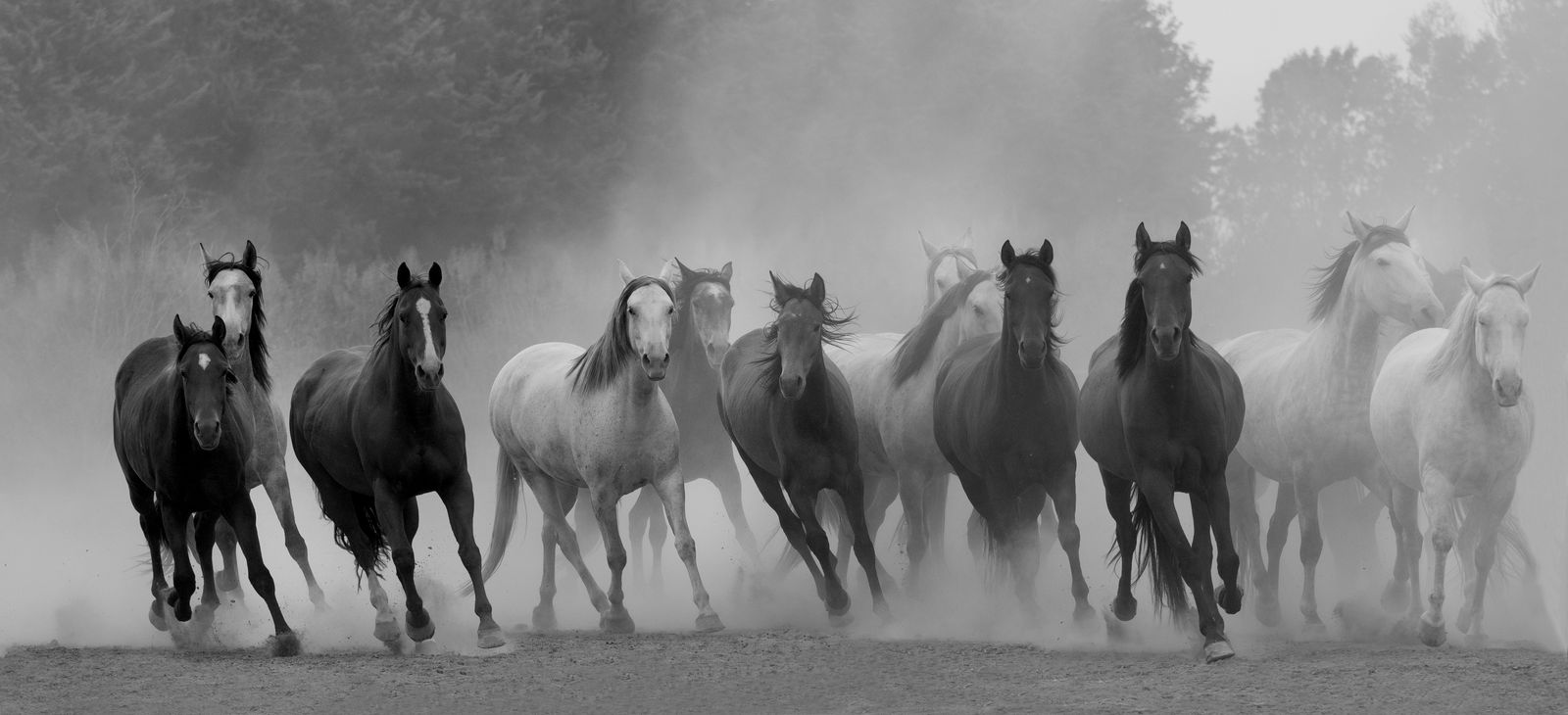 Kate Lloyd, Mixed Herd in Black and White, 2017