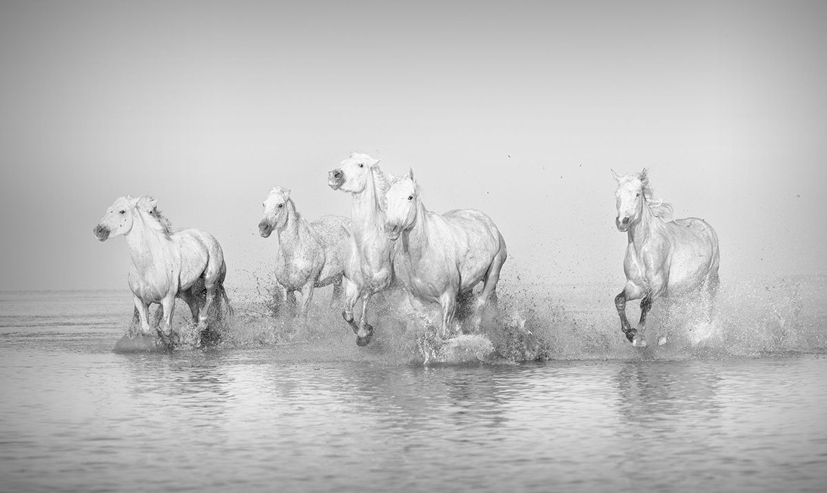 Kate Lloyd, Classic Camargue Herd, 2017