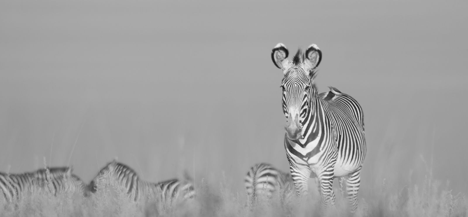 Kate Lloyd, Zebra with tree, 2024