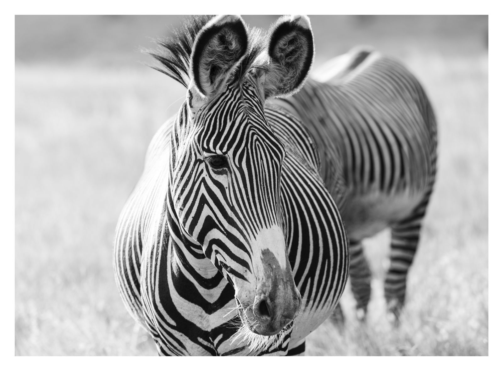 Kate Lloyd, Grevy Zebra 1, 2024