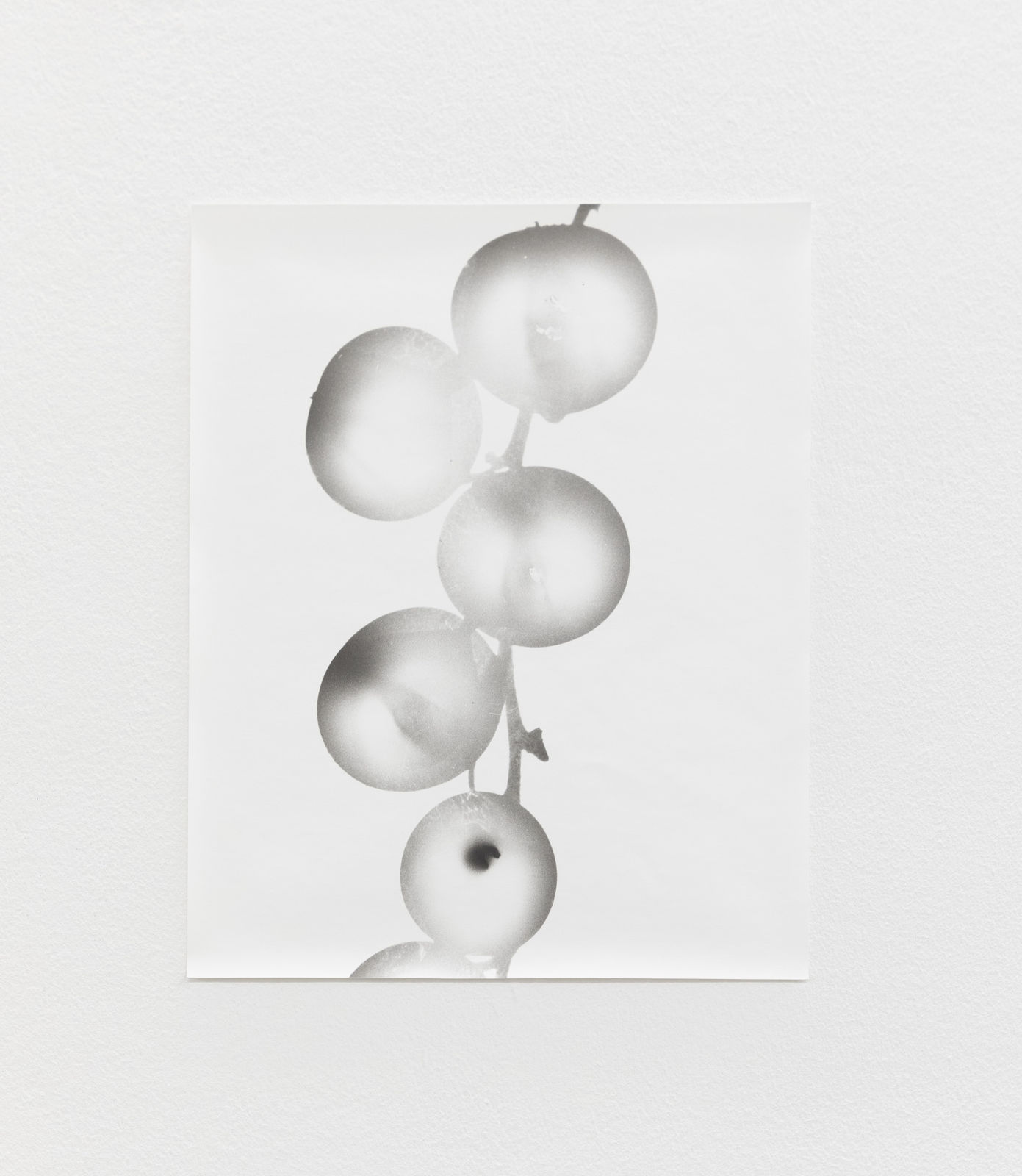 Jochen Lempert, Johannisbeere (Currant), 2022