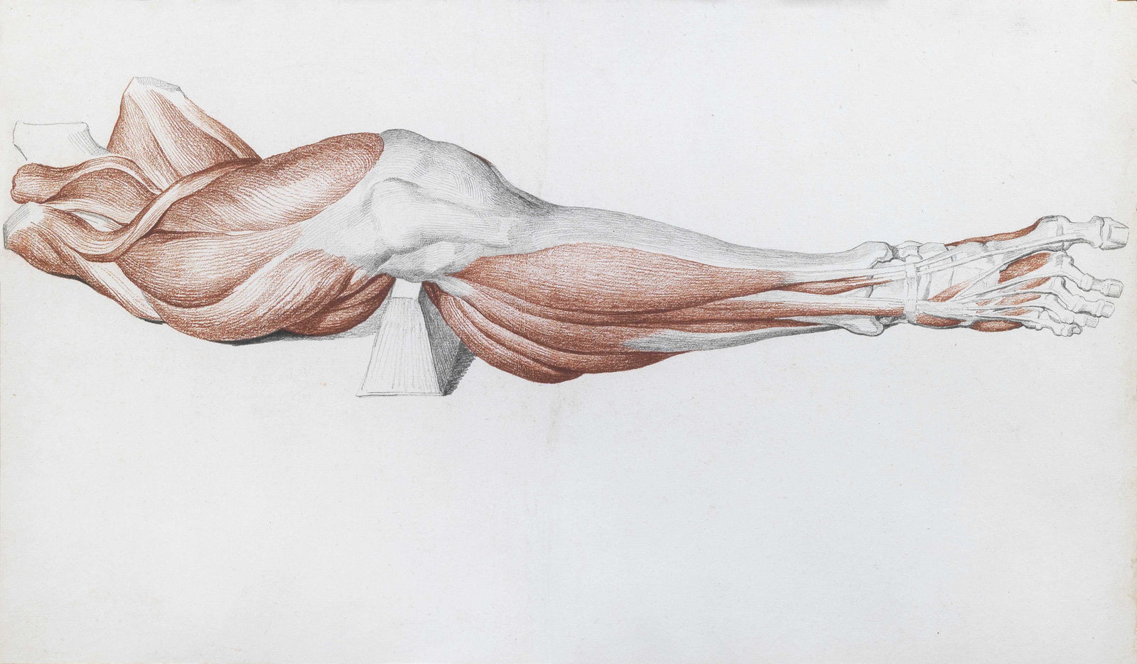 VINCENZO CAMUCCINI, Hip, thigh, knee, leg and foot